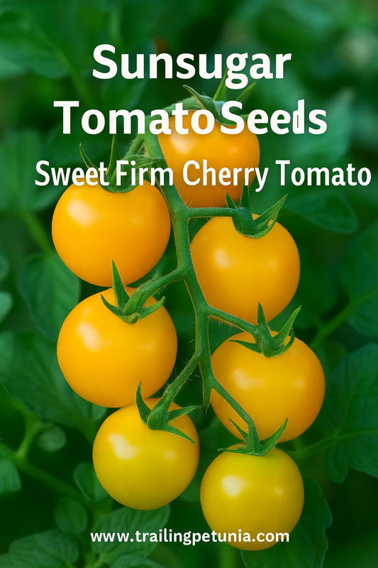 Clusters of Sunsugar Yellow Cherry Tomatoes ripening on the vine – ultra-sweet, crack-resistant hybrid cherry tomato variety