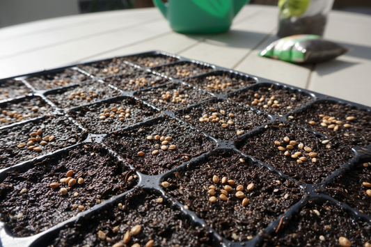 Snapdragon seeds surface sown on moist seed starting mix in a cell tray without soil covering