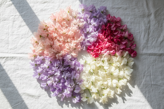 Sweet pea flowers arranged by color palette — blush, lavender, rose pink, and cream cut flowers on white linen