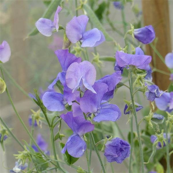 Close-up of mid-blue sweet pea blooms with soft petals and tendrils