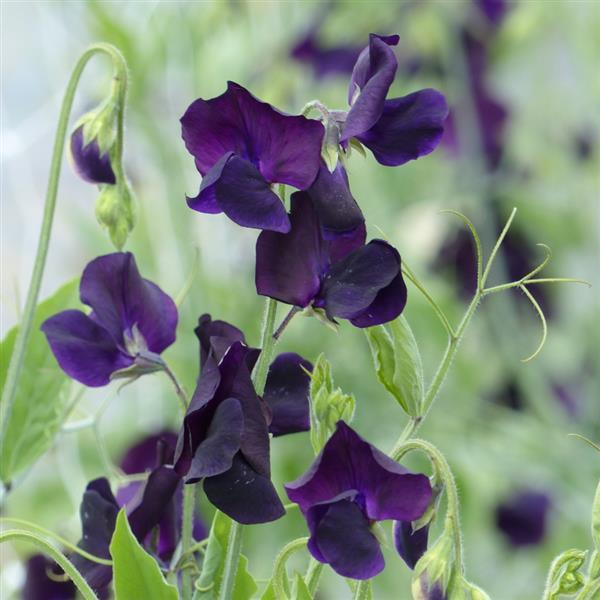 Close-up of Sweet Pea Winter Sunshine Navy blooms showing deep navy-blue petals and curling tendrils.