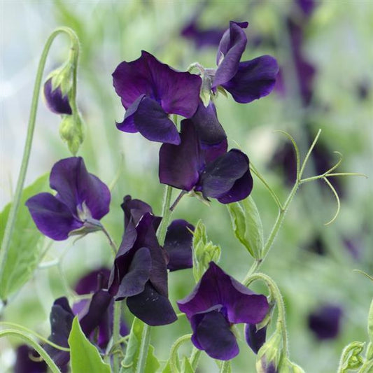 Close-up of Sweet Pea Winter Sunshine Navy blooms showing deep navy-blue petals and curling tendrils.