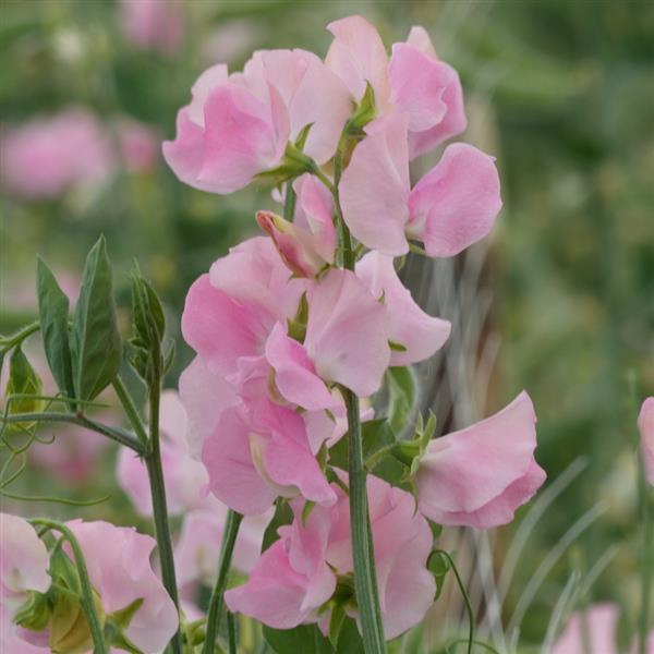 Sweet Pea Winter Sunshine Pink flowers with soft blush-pink petals and long green stems climbing a garden trellis in full bloom