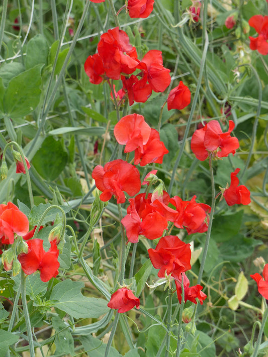 Sweet Pea Winter Sunshine Scarlet in full bloom with vivid red flowers and long green stems climbing a trellis