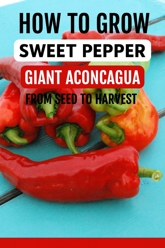 Freshly harvested Giant Aconcagua Sweet Peppers in vibrant red and green shades resting on a rustic turquoise wooden surface, showcasing their large size and glossy skins
