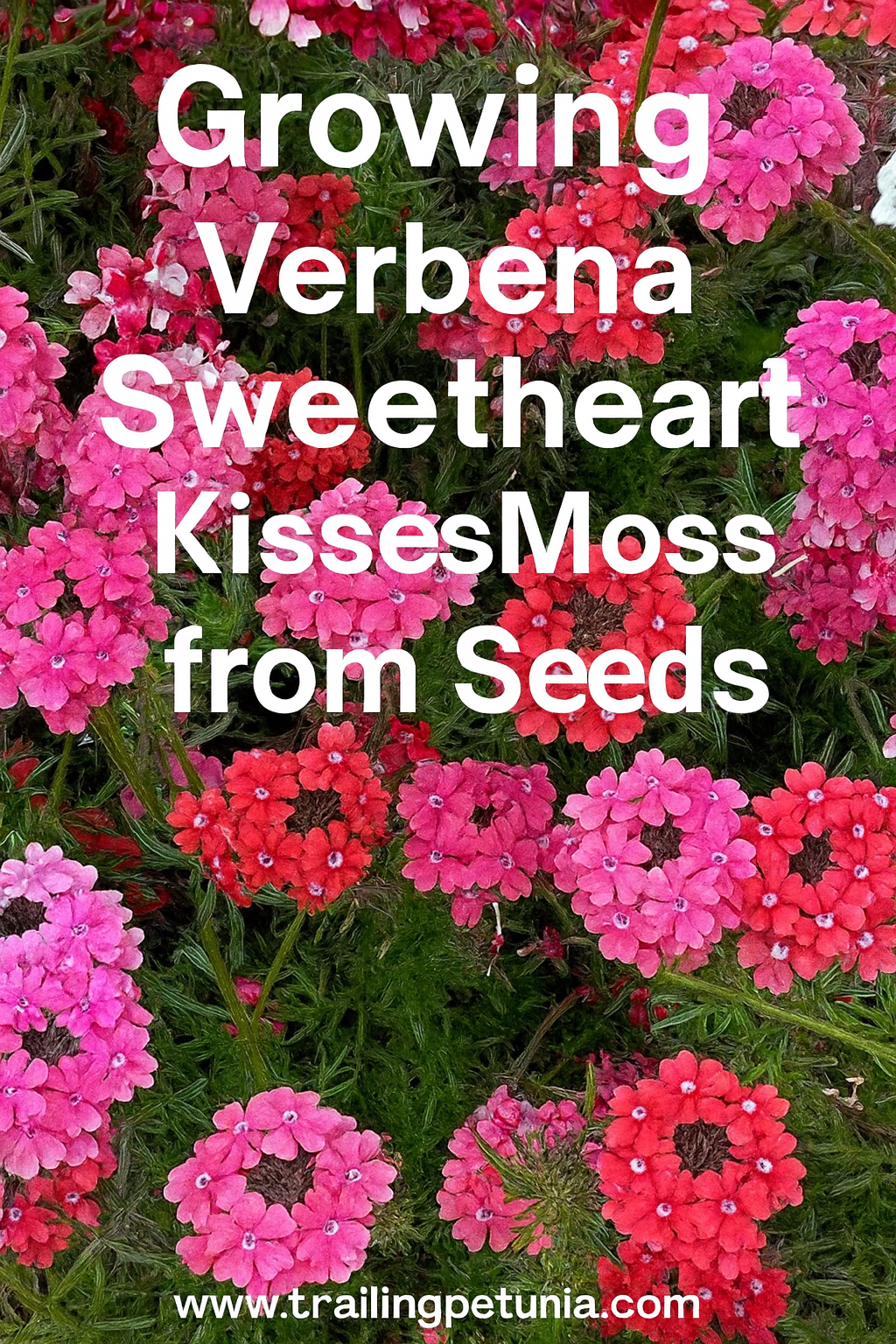 Verbena Sweetheart Kisses Moss in full bloom – vibrant clusters of pink, white, and purple flowers in a garden bed.