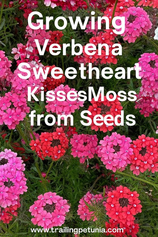 Verbena Sweetheart Kisses Moss in full bloom – vibrant clusters of pink, white, and purple flowers in a garden bed.