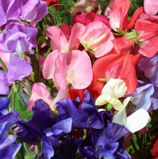 Colorful flower seeds to plant in September for spring blooms including sweet peas larkspur and poppies
