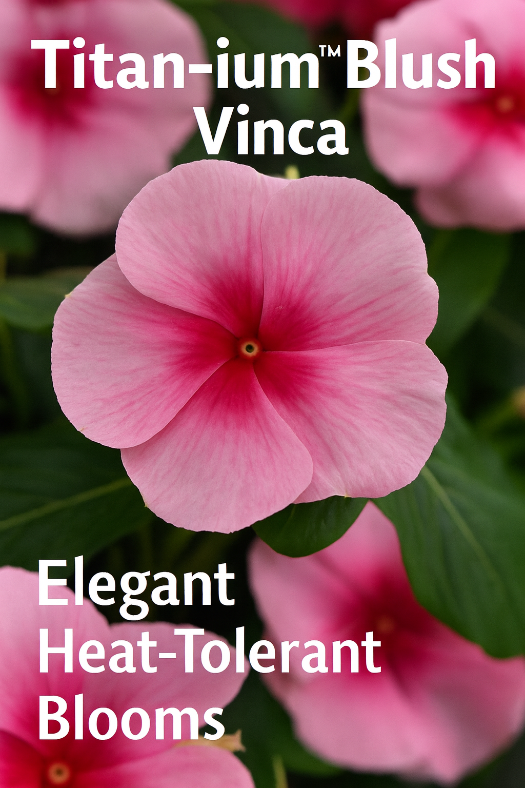 Titan-ium Blush Vinca flowers with soft pink petals and deep rose centers, thriving in full sun with heat-tolerant summer blooms perfect for garden beds and containers