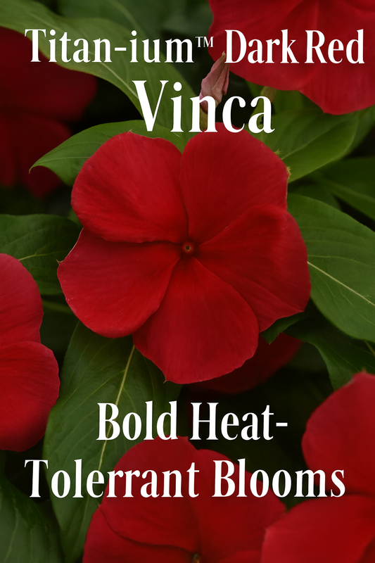 Titan-ium Dark Red Vinca flowers with rich, velvety red petals and glossy green foliage, thriving in full sun with exceptional heat and drought tolerance