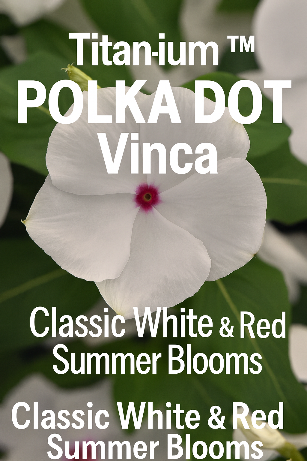 Titan-ium Polka Dot Vinca flowers with crisp white petals and bright red centers, thriving in full sun with exceptional heat tolerance and continuous summer blooms