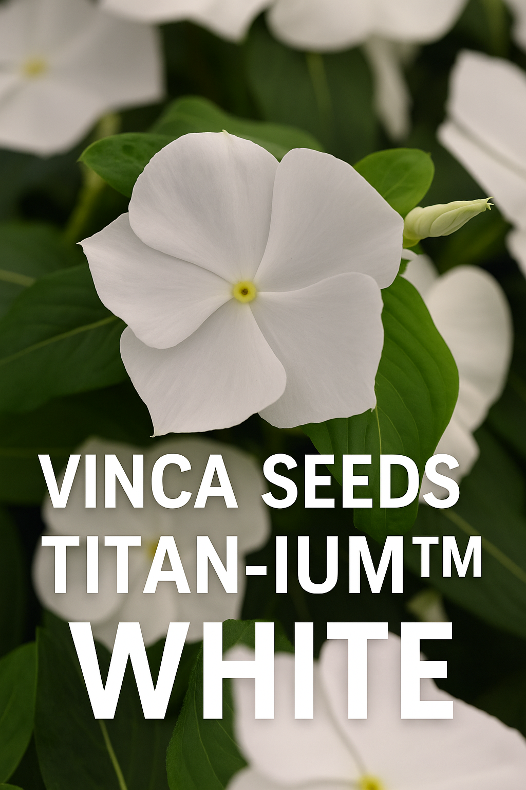 Titan-ium™ White Vinca in bloom with crisp white flowers and glossy green foliage, thriving in a summer garden.
