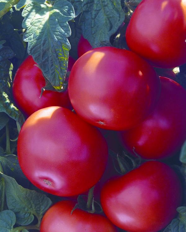 Biltmore Tomato – Large, round slicing tomatoes with smooth red skin and firm flesh on the vine