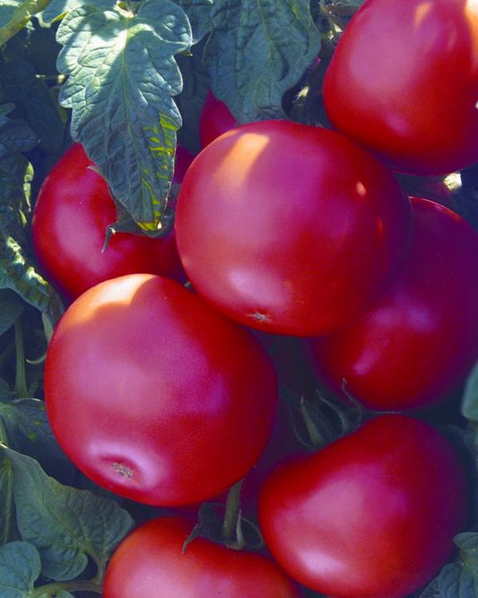 Biltmore Tomato – Large, round slicing tomatoes with smooth red skin and firm flesh on the vine