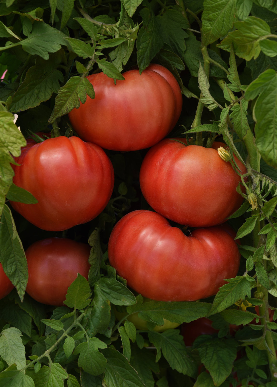 Blushing Star Tomato – Large, juicy beefsteak tomatoes with pink-red skin and rich marbling