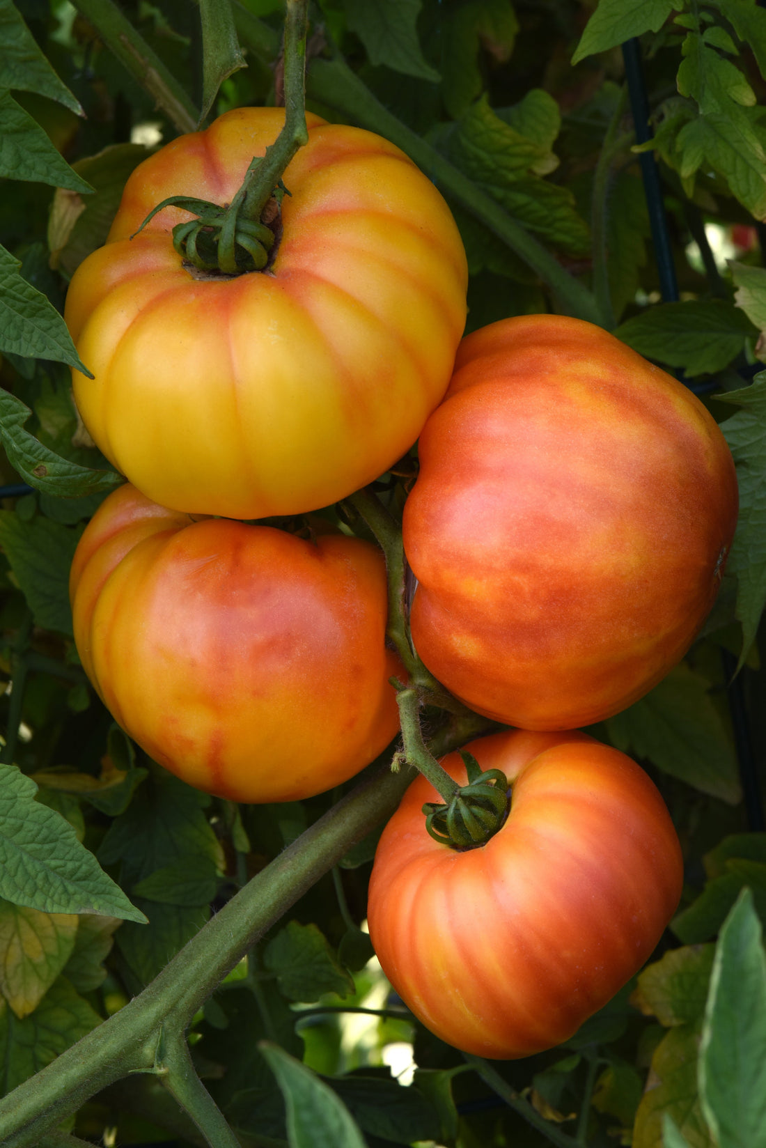 Buffalosun Tomato – Large yellow-orange tomatoes with red marbling and heirloom-style shape on the vine