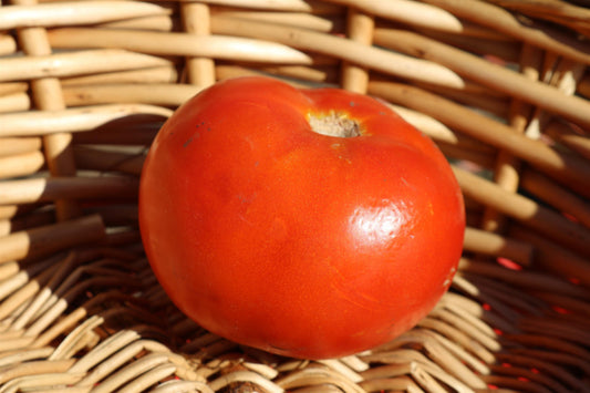 Heatmaster tomato plant with heat-tolerant green foliage and red fruit