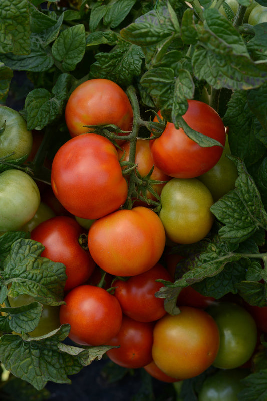 Tomato 'Little Sicily' plant in a container with ripe red fruit and compact green foliage
