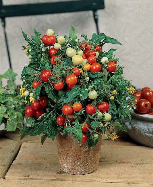 Close-up of Tomato Micro Tom plant with ripe red cherry tomatoes on a miniature green plant