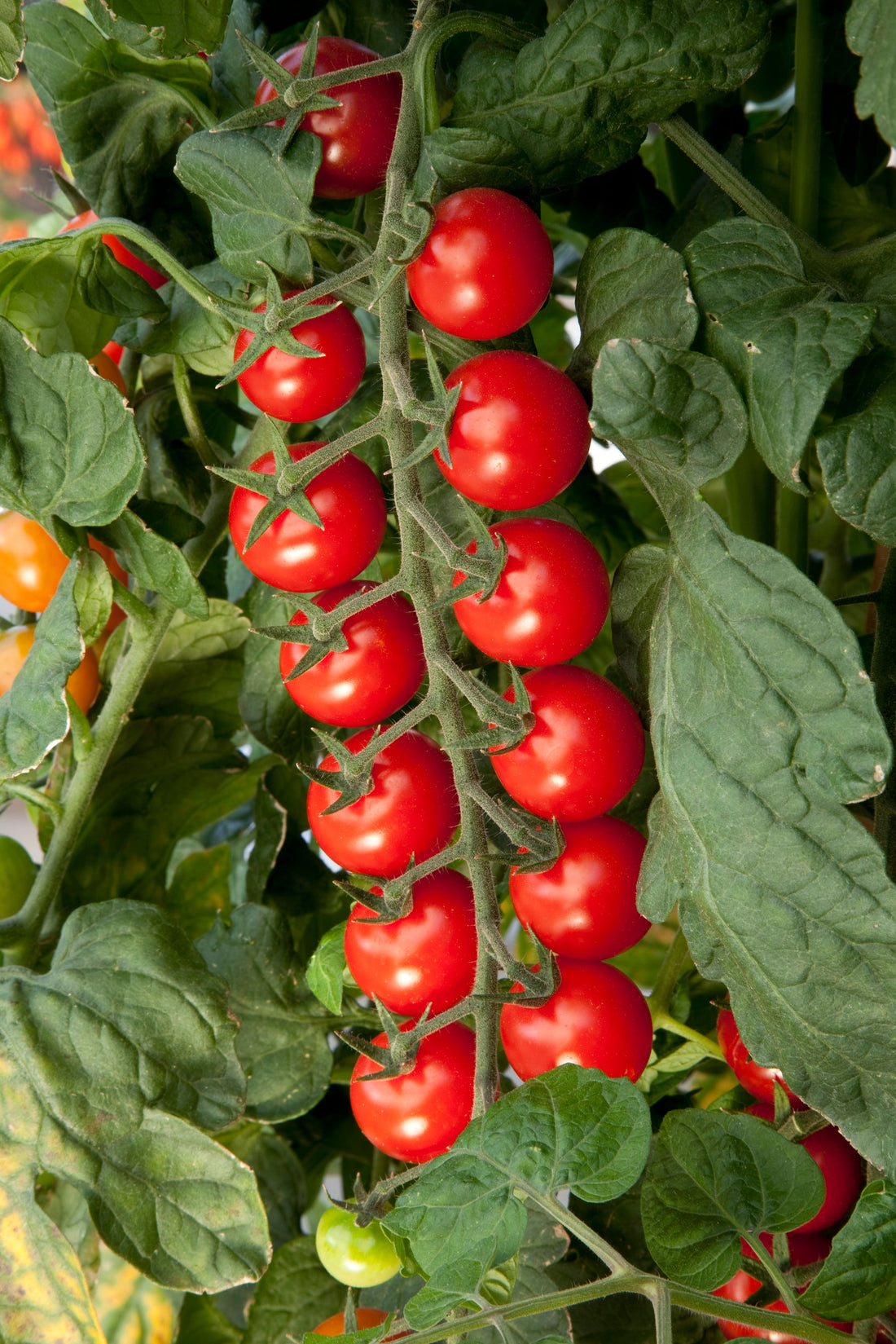 sugar gloss hybrid cherry tomato on the vine