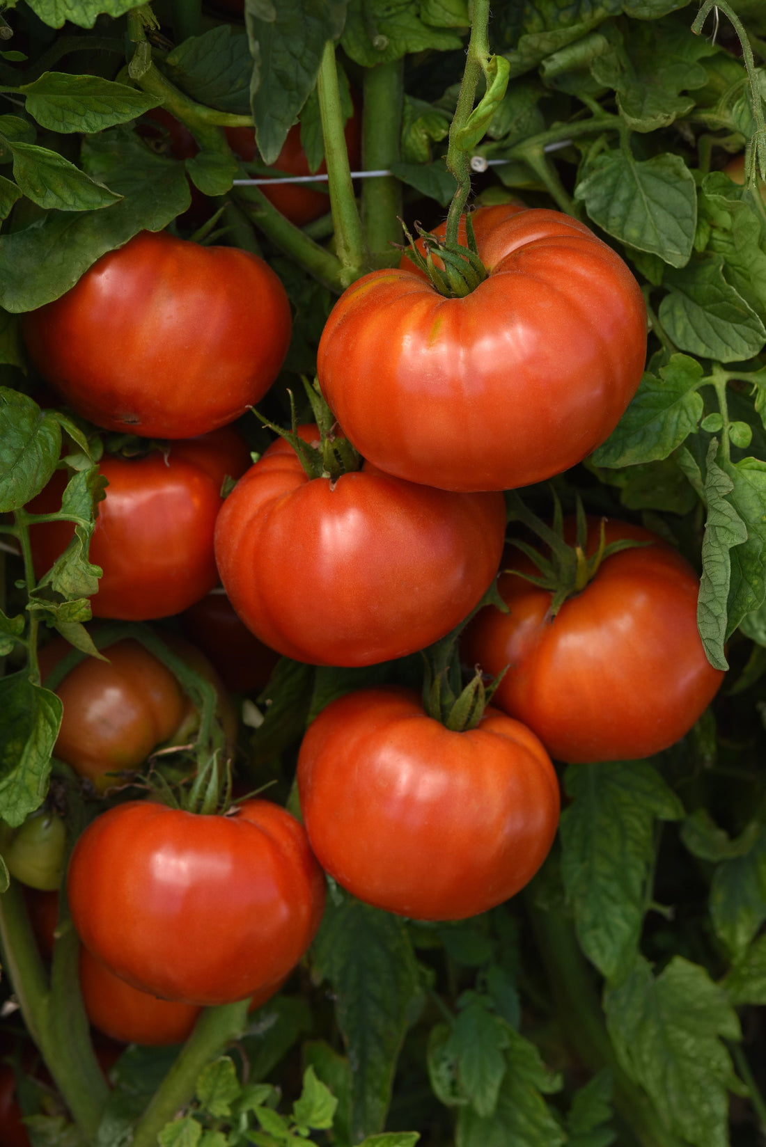 Cluster of ripe, deep red Wonderstar hybrid tomatoes on a compact, leafy plant ready for harvest.