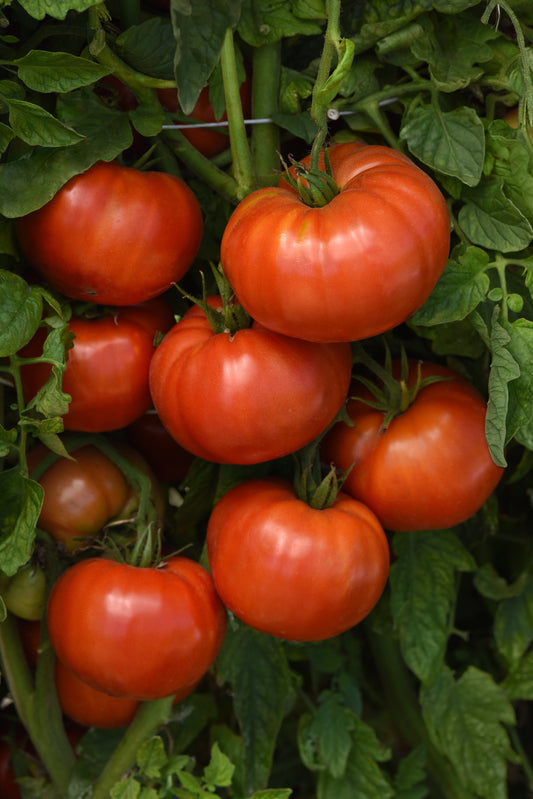 Cluster of ripe, deep red Wonderstar hybrid tomatoes on a compact, leafy plant ready for harvest.