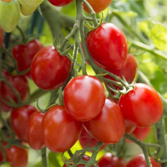 extending-tomato-harvest-season-garden-tips.jpg