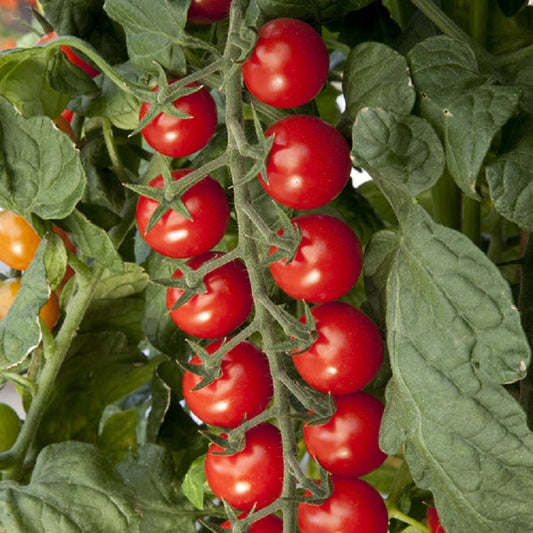 Cherry tomatoes growing in 5-gallon buckets – container tomato gardening guide