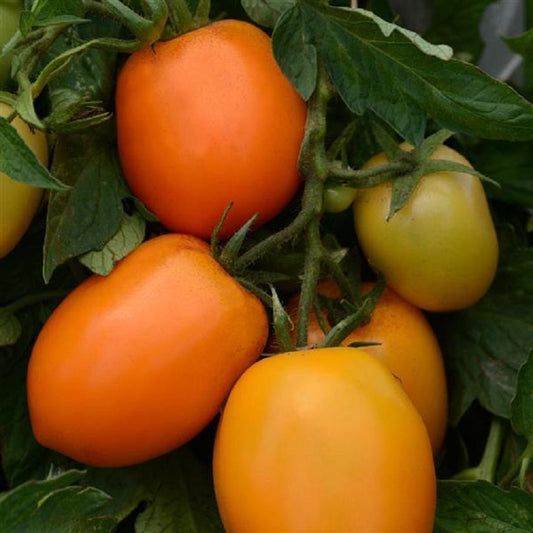 Paste tomatoes vs slicing tomatoes – growing guide from Trailing Petunia