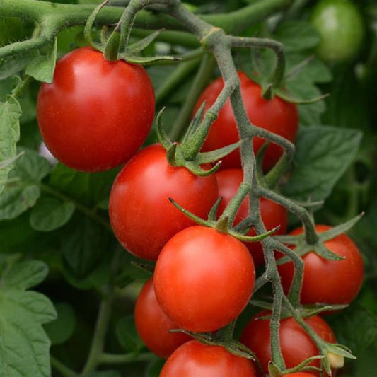 where-to-buy-tomato-seeds-garden-starts-nursery.jpg