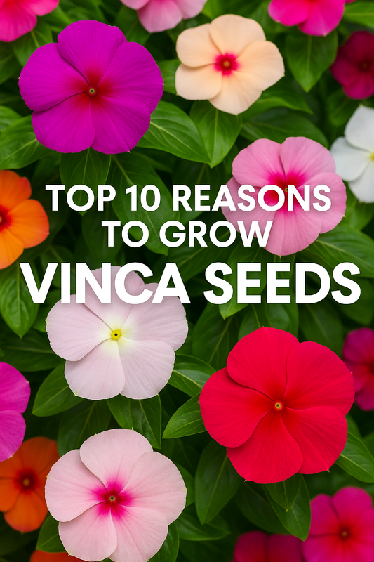 Colorful vinca flowers in shades of red, pink, white, and apricot with lush green foliage, highlighting the top 10 reasons to grow vinca seeds (periwinkle) for summer gardens
