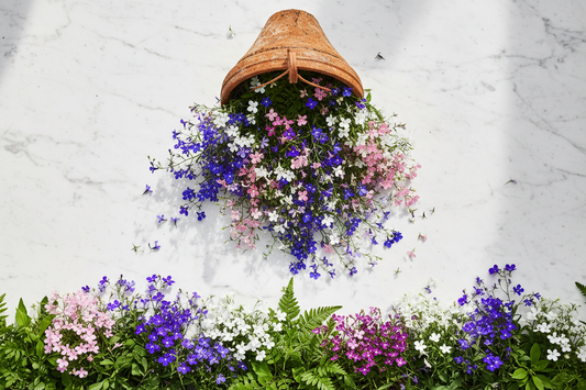 Top 15 lobelia varieties to grow from seeds — trailing lobelia in hanging baskets and upright lobelia in garden borders