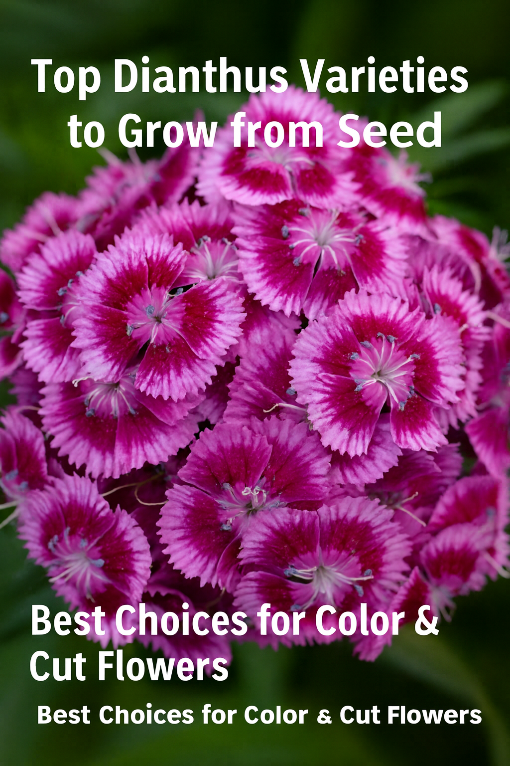 Top Dianthus varieties to grow from seed – best colorful and fragrant flowers for gardens, containers, and cut arrangements.