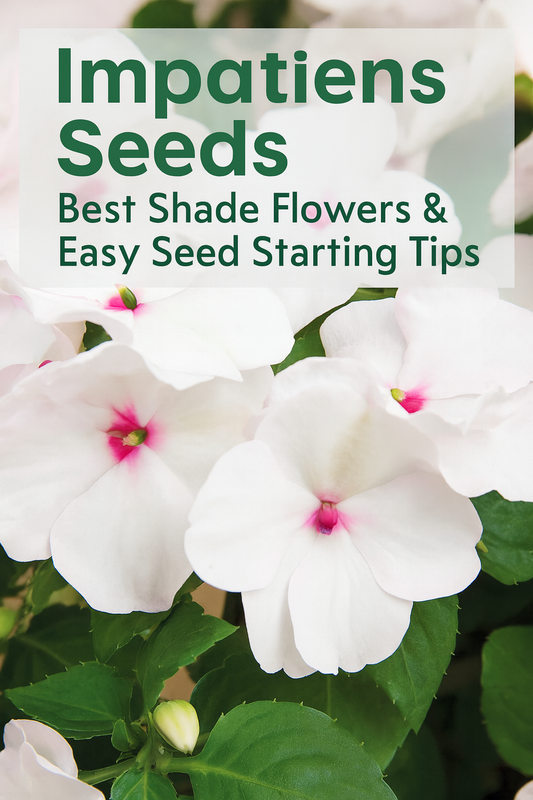 White impatiens flowers with soft pink centers and lush green leaves, ideal shade-loving blooms grown from seed for containers and garden beds.
