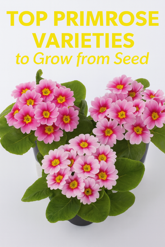 Pink Primroses in bloom showcasing colorful spring flowers grown from seed — perfect for cool-season gardens and early flowering displays