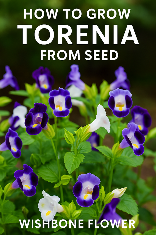 Torenia Wishbone Flower grown from seeds in a garden bed