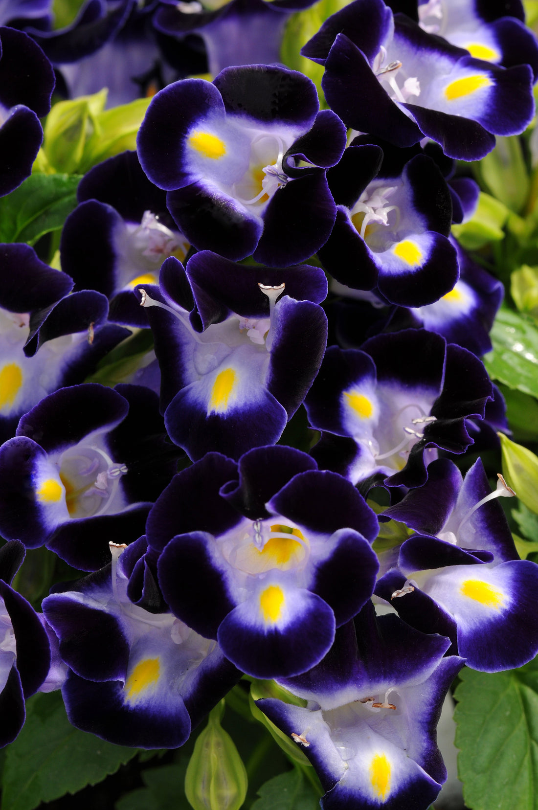 Torenia Kauai Deep Blue flower in bloom showing deep violet-blue petals with lavender and yellow centers, surrounded by green foliage.