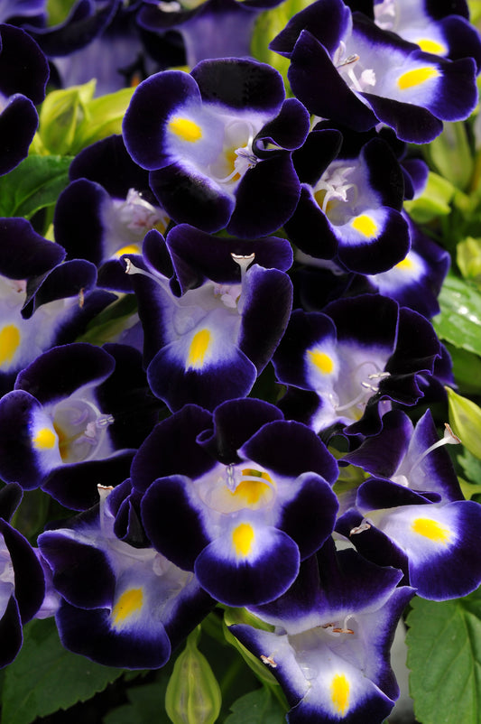 Torenia Kauai Deep Blue flower in bloom showing deep violet-blue petals with lavender and yellow centers, surrounded by green foliage.