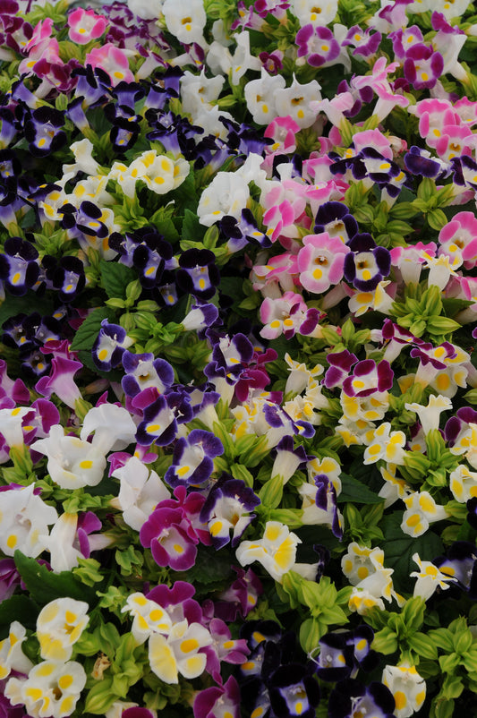 Torenia Kauai Mix flowers in a variety of vibrant colors including purple, pink, white, and yellow, blooming densely with lush green foliage.