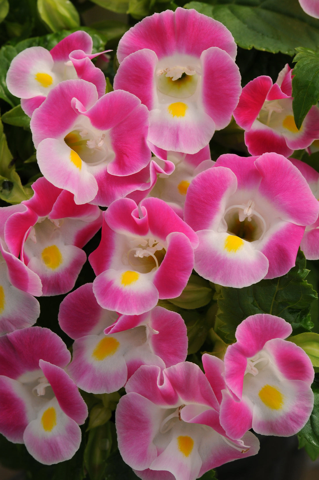 Torenia Kauai Rose flowers blooming in soft pink with creamy yellow centers, nestled among green foliage in a lush shade garden.