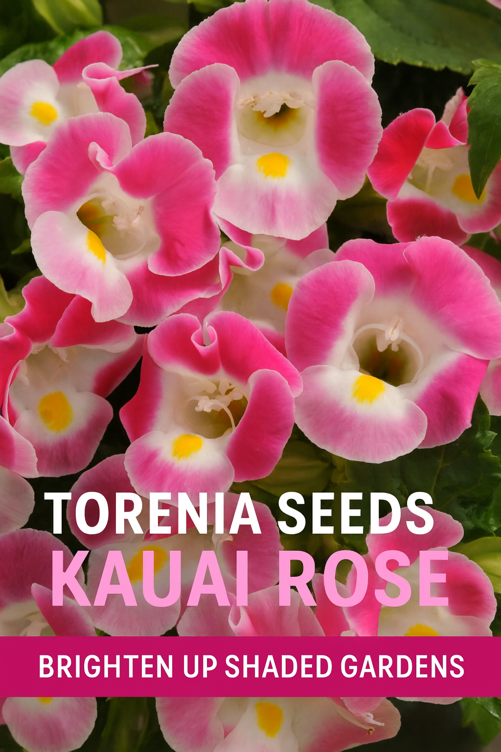 Cluster of Torenia Kauai Rose flowers with vibrant rose-pink petals, white centers, and bright yellow throats, ideal for shaded gardens, containers, and hanging baskets.