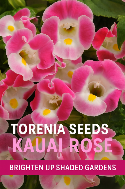 Cluster of Torenia Kauai Rose flowers with vibrant rose-pink petals, white centers, and bright yellow throats, ideal for shaded gardens, containers, and hanging baskets.