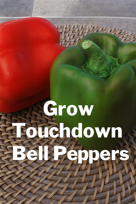 Fresh red and green Touchdown bell peppers displayed together, showcasing the large blocky shape and vibrant color of this hybrid variety