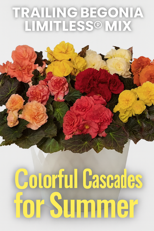 Trailing Begonia Limitless Mix seeds producing vibrant flowers in mixed colors cascading from containers and baskets