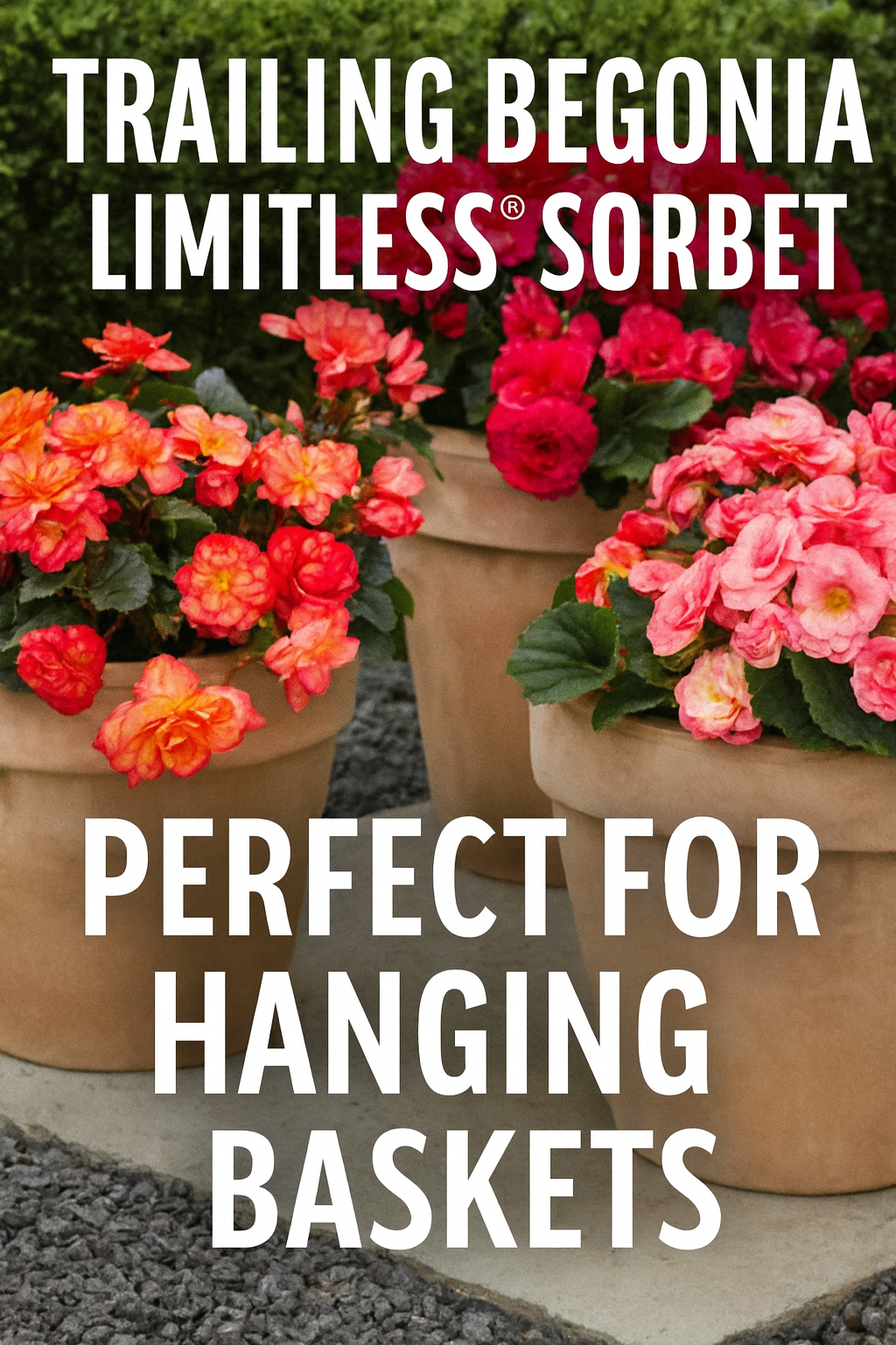 Trailing Begonia Limitless Sorbet seeds producing pastel flowers cascading from a hanging basket in summer.