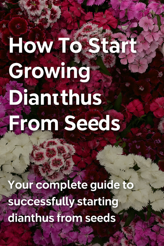 Colorful Dianthus flowers in shades of pink, red, and white with text overlay reading How to Start Growing Dianthus From Seeds – a complete gardening guide