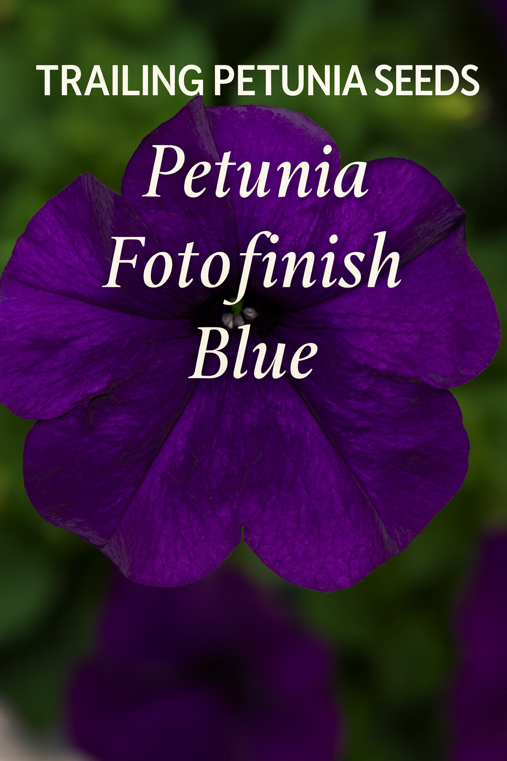 Close-up bloom of Petunia Fotofinish Blue with deep purple-blue petals, ideal for trailing baskets, window boxes, and summer containers.