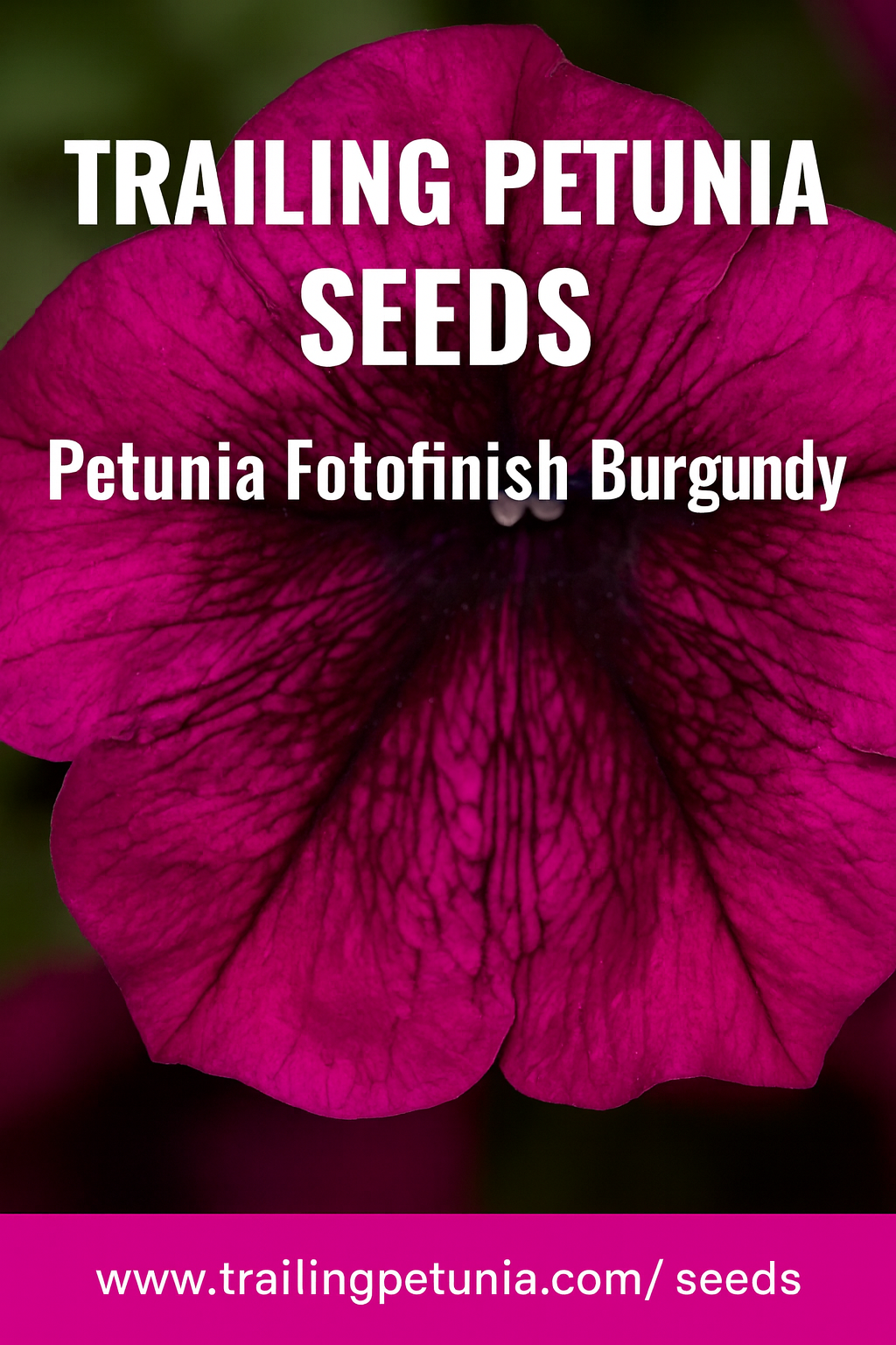 Close-up bloom of Petunia Fotofinish Burgundy with rich velvety burgundy petals and dark veining, perfect for trailing baskets, window boxes, and containers.