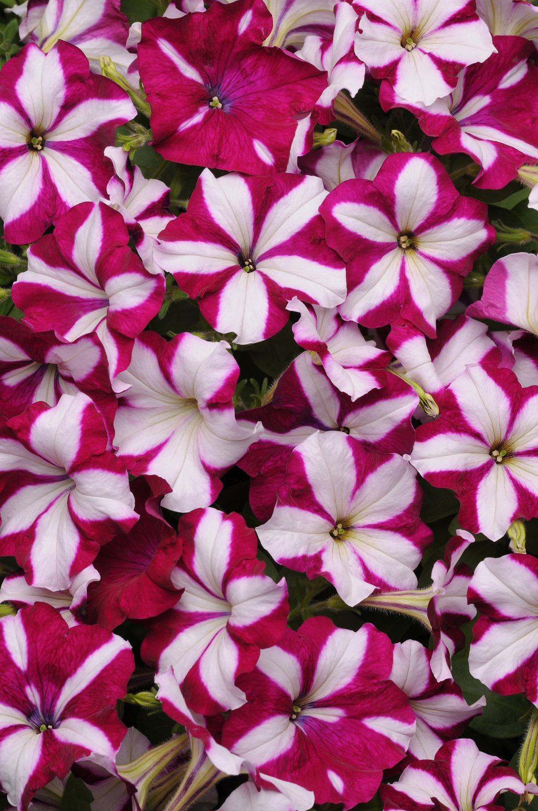Trailing Petunias That Steal the Show: Easy Wave® Burgundy Star