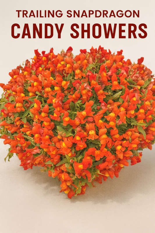 Trailing Snapdragon Candy Showers in full orange bloom spilling beautifully from a hanging basket — a vibrant trailing snapdragon variety ideal for colorful container gardens.